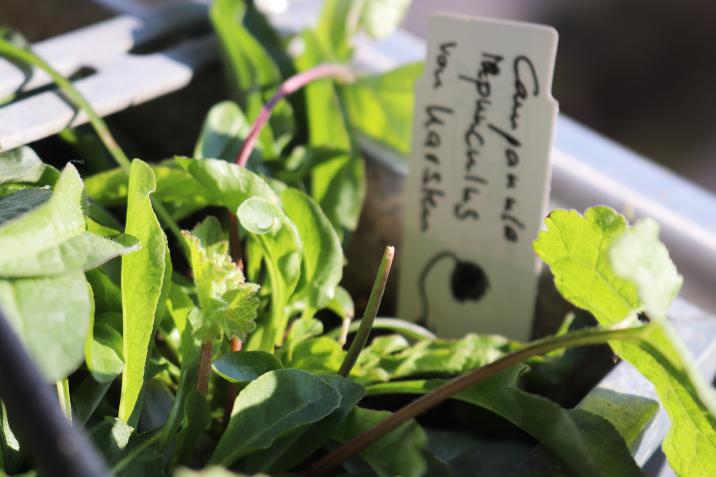 Die jungen Pflänzchen wuchsen gut an.