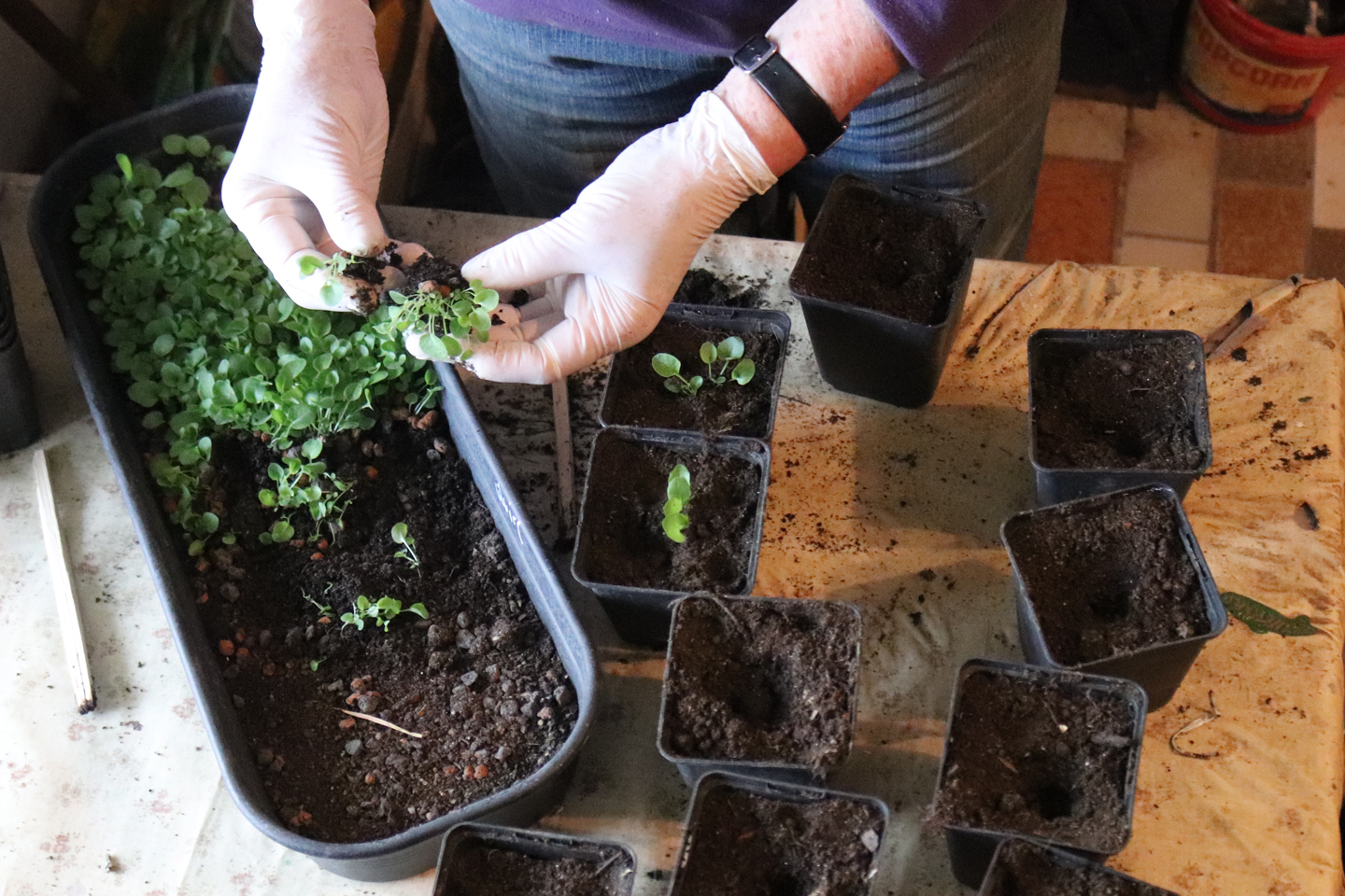 Eine Frau mit Gummihandschuhen pikiert Glockenblumen-Sämlinge