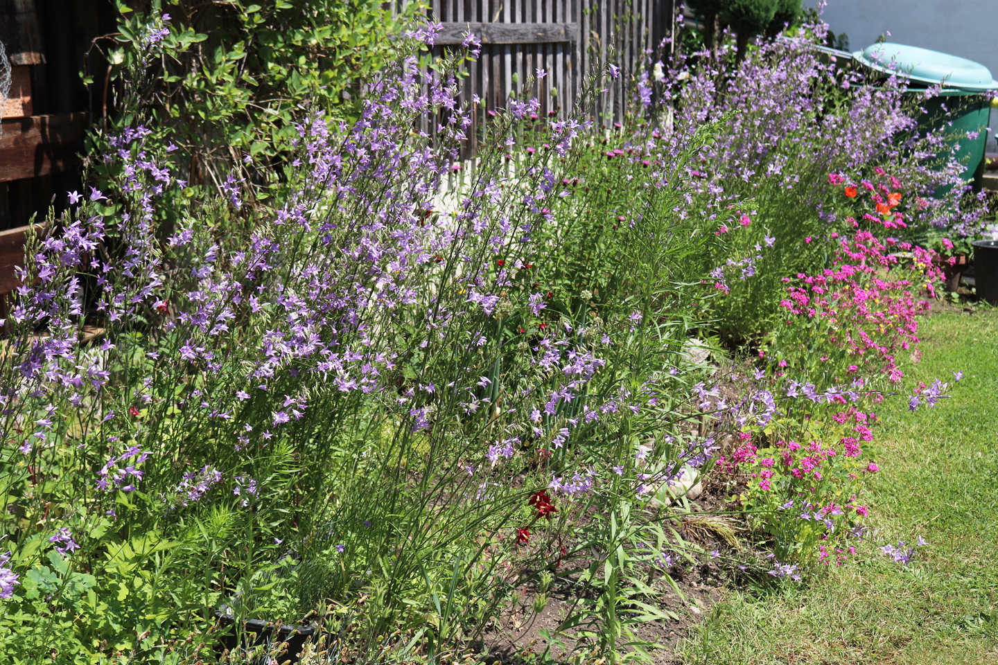 Blühstreifen mit Glockenblumen und anderen insektenfreundlichen Wildblumen