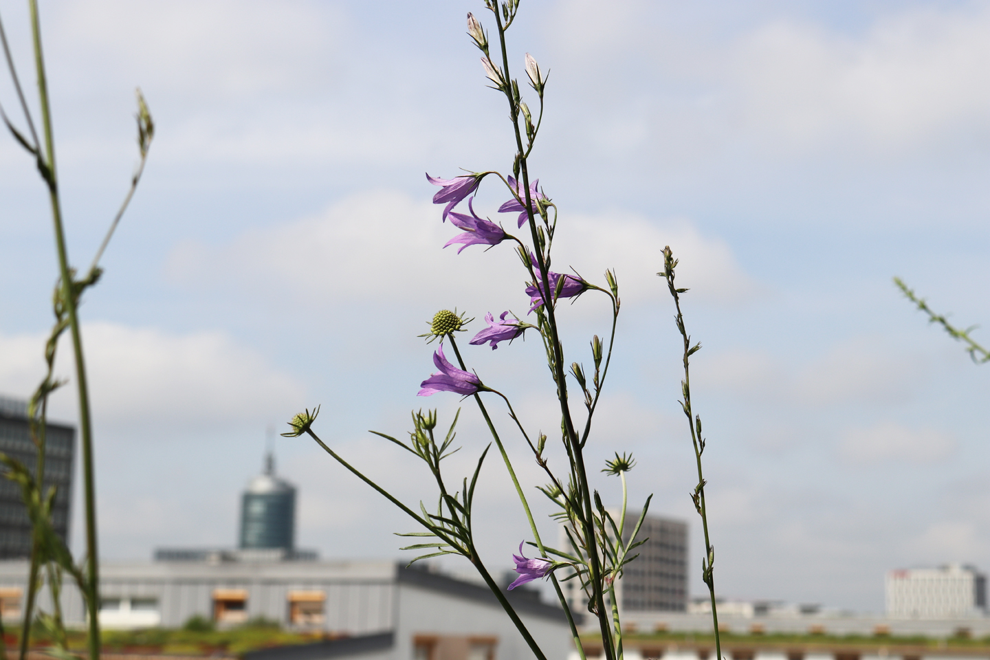 Rapunzel-Glockenblume blüht auf einem Balkon in München.