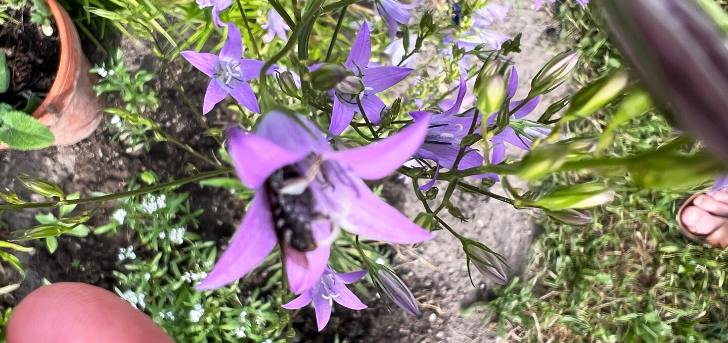 Eine Glockenblume-Schmalbiene besucht die Blüte einer Rapunzel-glockenblume.