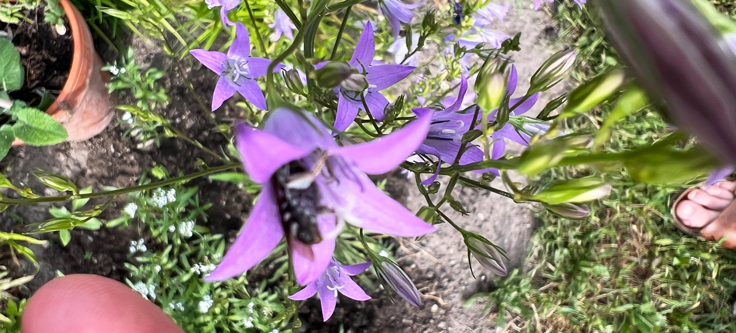 Eine Glockenblume-Schmalbiene besucht die Blüte einer Rapunzel-glockenblume.
